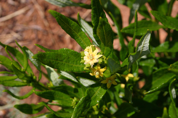 FADOGIA AGRESTIS